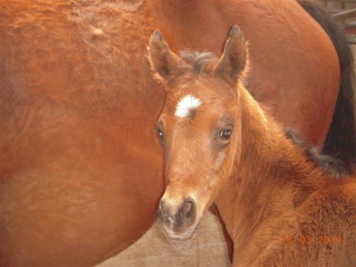 Arabisk fuldblod (OX) MMJ´s Masseh ibn Envision R.I.P. billede 2