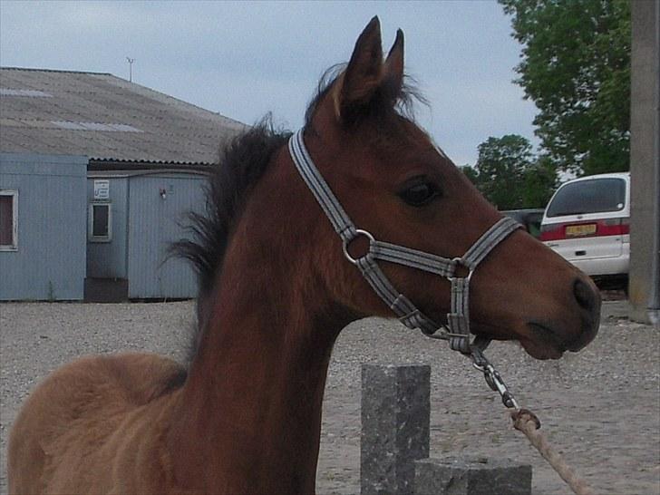 Arabisk fuldblod (OX) MMJ´s Masseh ibn Envision R.I.P. billede 3