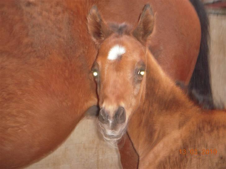 Arabisk fuldblod (OX) MMJ´s Masseh ibn Envision R.I.P. billede 4