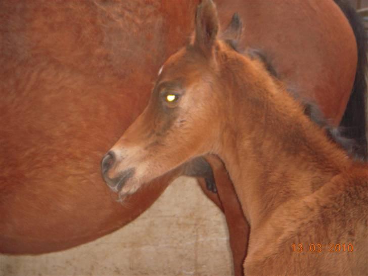 Arabisk fuldblod (OX) MMJ´s Masseh ibn Envision R.I.P. billede 5