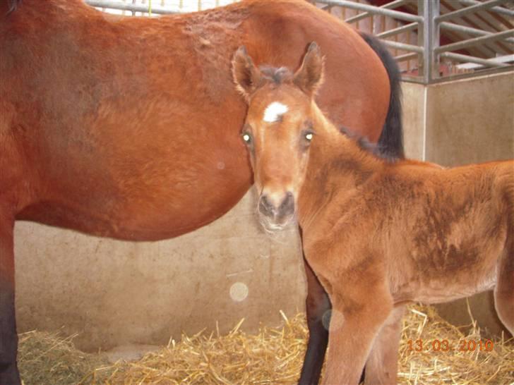 Arabisk fuldblod (OX) MMJ´s Masseh ibn Envision R.I.P. billede 6