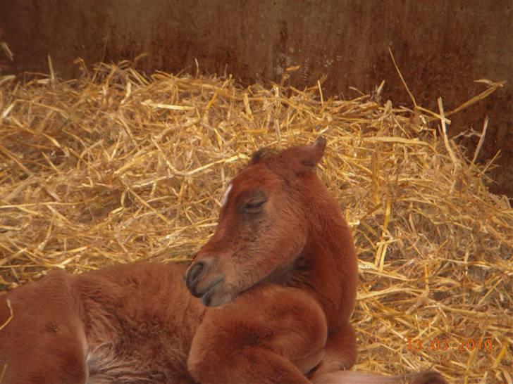 Arabisk fuldblod (OX) MMJ´s Masseh ibn Envision R.I.P. - det er godt med en lille lur billede 7