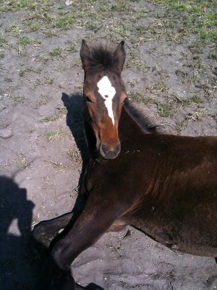 Anden særlig race Endless Beauty - Velkommen til Beauty´s profil. Her er hun omkring 3½ måned. Fotograf: Mig selv. (1. Juli 2010) billede 2