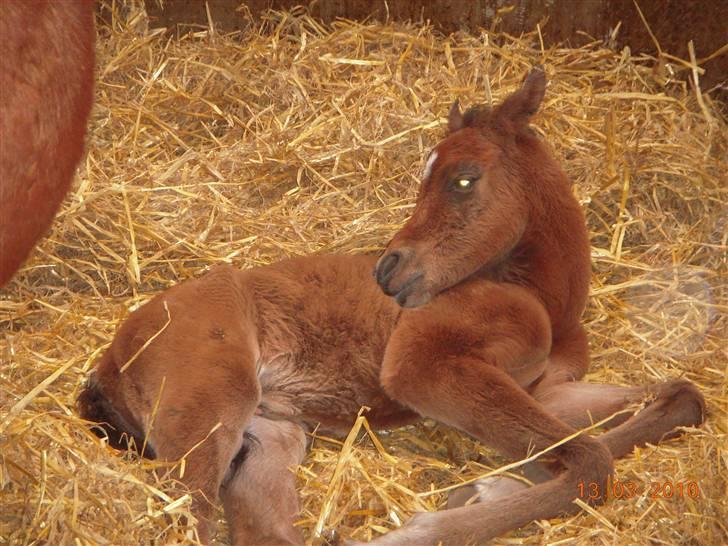 Arabisk fuldblod (OX) MMJ´s Masseh ibn Envision R.I.P. billede 8