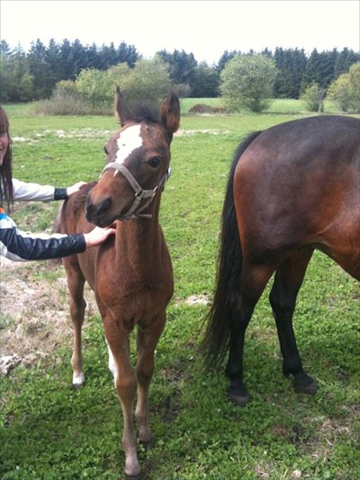 Anden særlig race Endless Beauty - Her er hun 2 måneder og 3 dage ca. RIGTIG FLOT! :´) billede 3