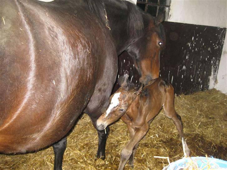 Anden særlig race Endless Beauty - 1 time gammel og kan ikke finde ud af at patte ved moar  billede 4