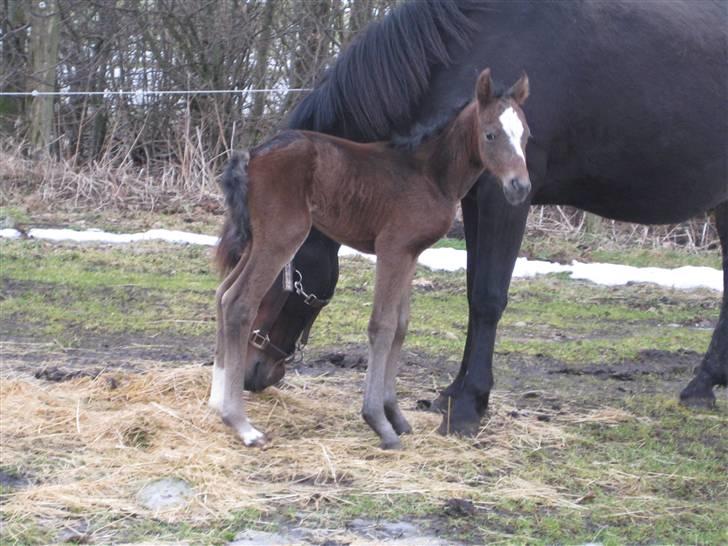 Anden særlig race Endless Beauty - ude på fold en af de første gange. det var spændende :D billede 5