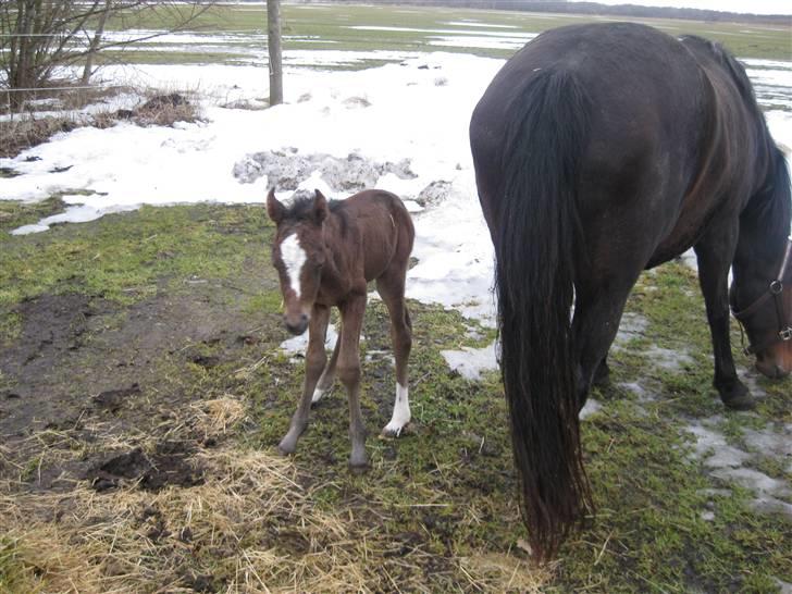 Anden særlig race Endless Beauty billede 6