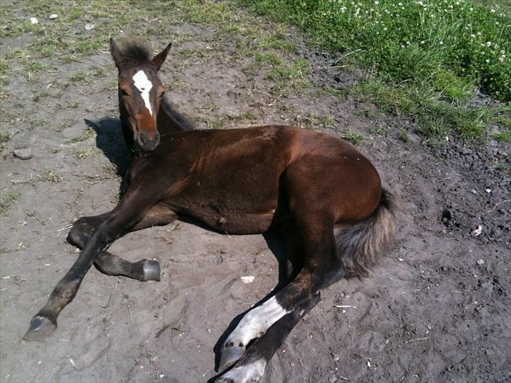 Anden særlig race Endless Beauty - 1. Juli 2010. Nu på sommergræs der hjemme billede 7