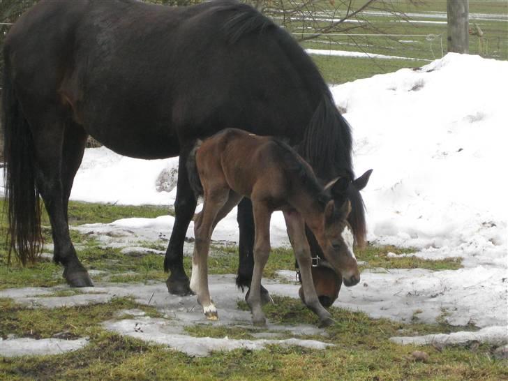 Anden særlig race Endless Beauty - du må ikke forlade mig moar! billede 8