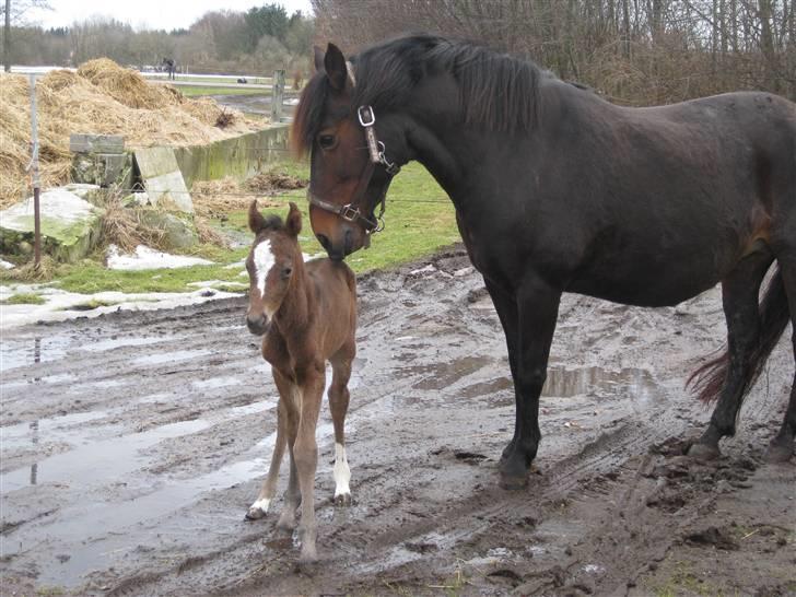 Anden særlig race Endless Beauty - uuuh numsen klør :D billede 9