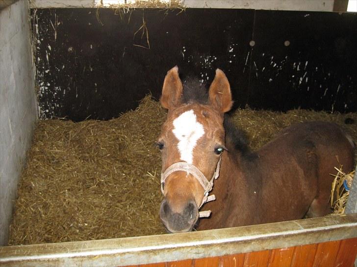 Anden særlig race Endless Beauty billede 10