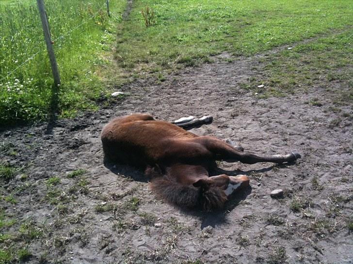 Anden særlig race Endless Beauty - 1. Juli 2010. Er blevet træt! :D billede 12