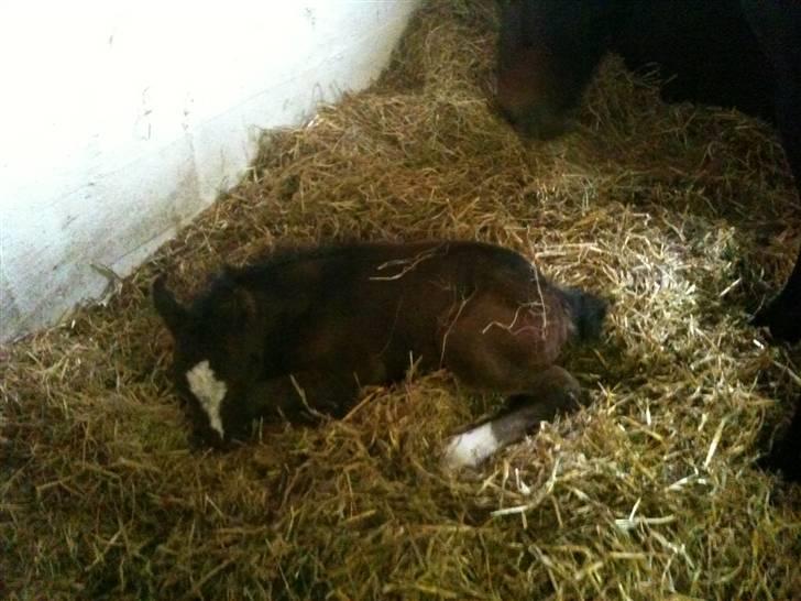 Anden særlig race Endless Beauty billede 13