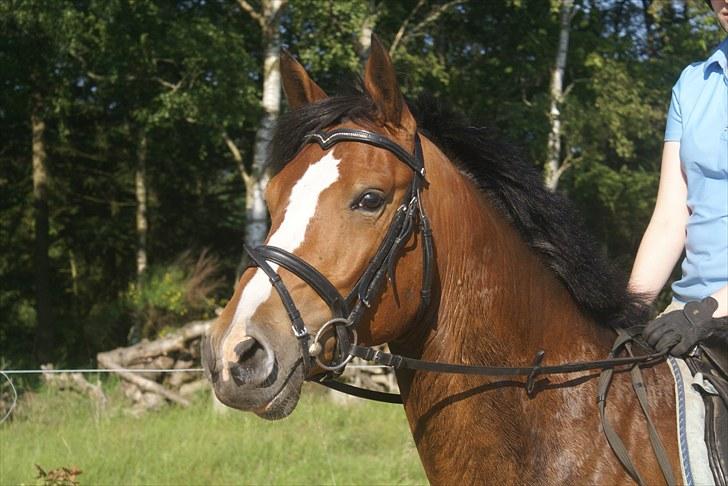 DSP Leonardo -Solgt :'( billede 2