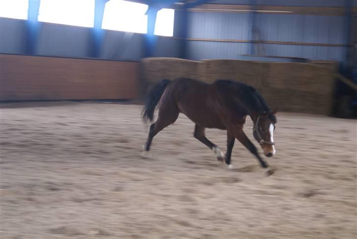 DSP Leonardo -Solgt :'( billede 3