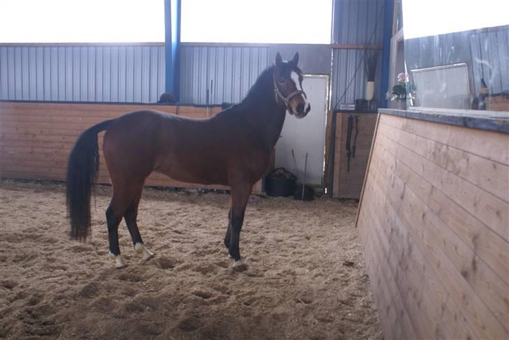 DSP Leonardo -Solgt :'( billede 4