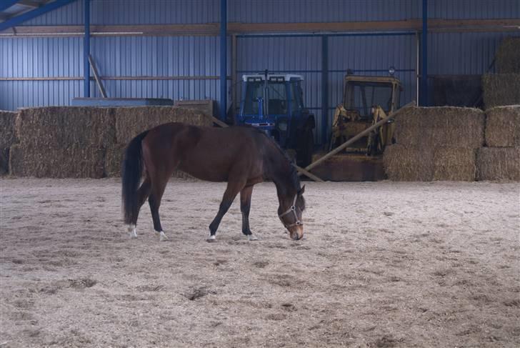 DSP Leonardo -Solgt :'( billede 5