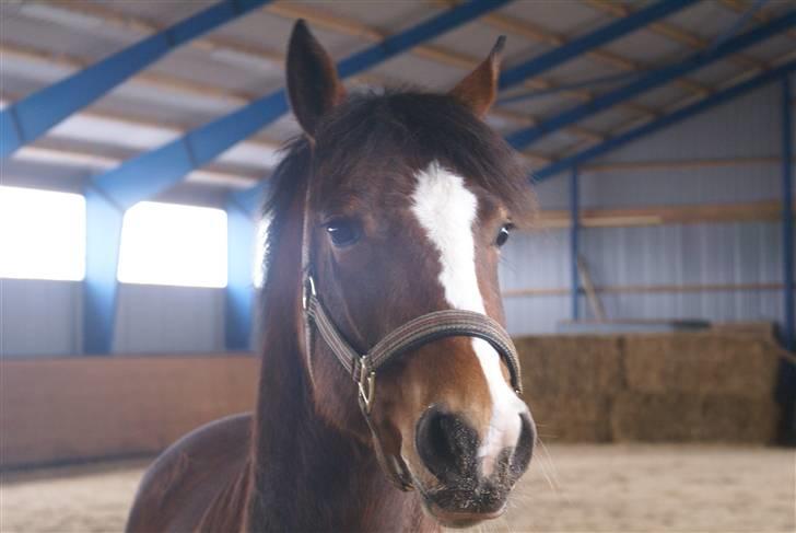 DSP Leonardo -Solgt :'( billede 6