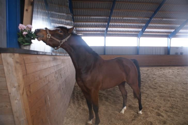 DSP Leonardo -Solgt :'( - Skal da lige se om jeg kan spise de her blomster :P plastik.. :) billede 8