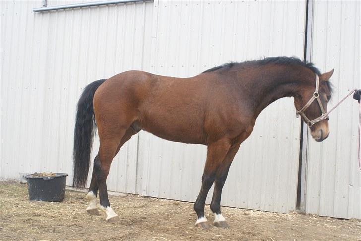 DSP Leonardo -Solgt :'( billede 9