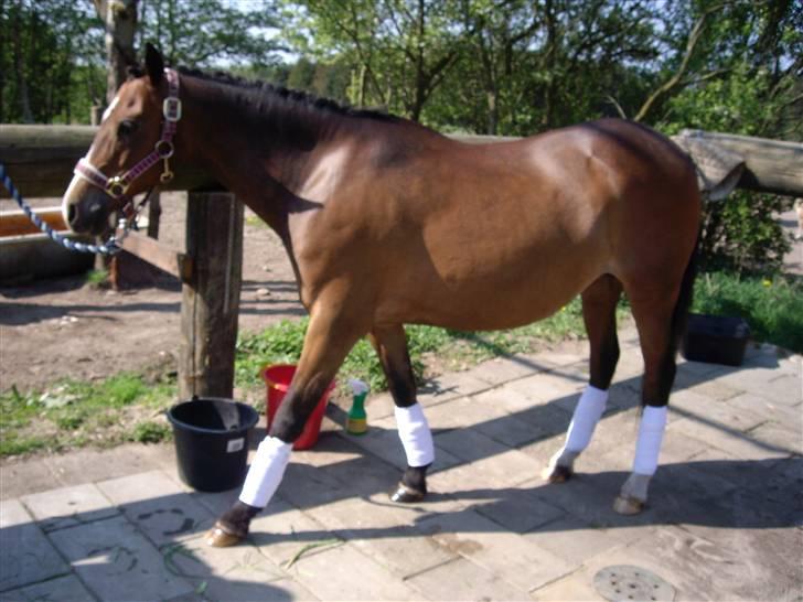 Anden særlig race Beauty billede 1