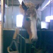 Anden særlig race Kiwidinok