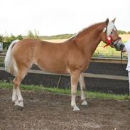 Haflinger Møllegårdens Cassie