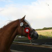 Haflinger Møllegårdens Cassie