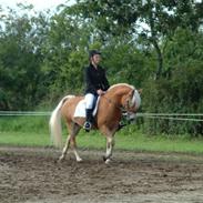Haflinger Møllegårdens Cassie