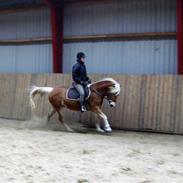 Haflinger Møllegårdens Cassie