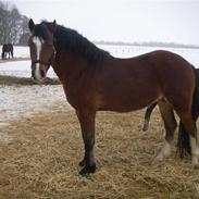 Welsh Cob (sec D) RYTTERBJERGETS DISCOVERY