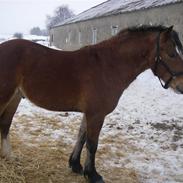 Welsh Cob (sec D) RYTTERBJERGETS DISCOVERY