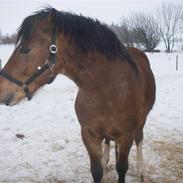 Welsh Cob (sec D) RYTTERBJERGETS DISCOVERY