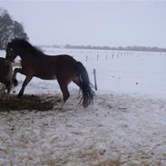 Welsh Cob (sec D) RYTTERBJERGETS DISCOVERY