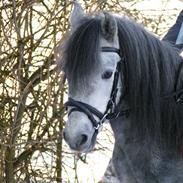 Dartmoor Mannerup´s Pandora