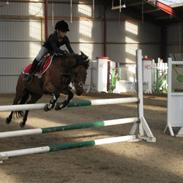 Dartmoor Laban af granlygård