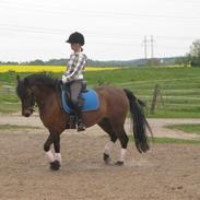 Dartmoor Laban af granlygård