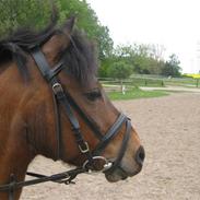 Dartmoor Laban af granlygård