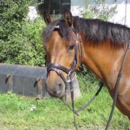 Dartmoor Laban af granlygård