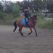 Dartmoor Laban af granlygård