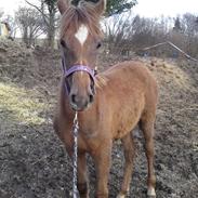 Anden særlig race Calypso Moon