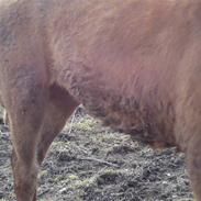 Anden særlig race Calypso Moon