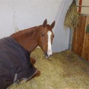 Trakehner Montana's Monica