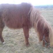 Shetlænder Bølle Bob(R.I.P himmelhesten)