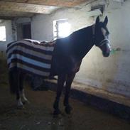 Dansk Varmblod Anika Kick 