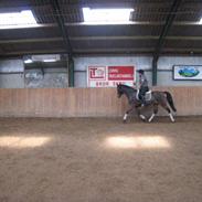 Dansk Varmblod Anika Kick 