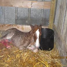 Schleswiger Enzo Toft