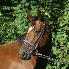 Dansk Varmblod Casiopaja Kilen