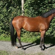 Dansk Varmblod Casiopaja Kilen